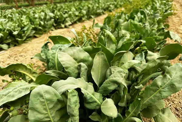 High-Purity Isatis Root Extract for Supplements